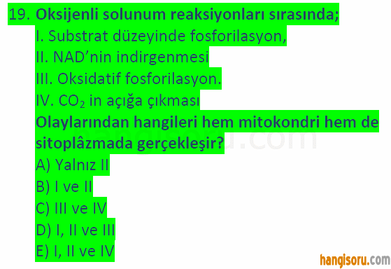 Soru 19