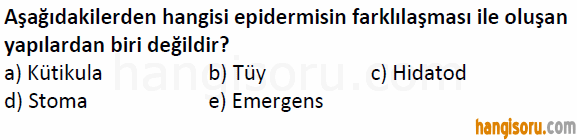 Soru 3