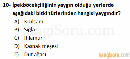 Soru 10