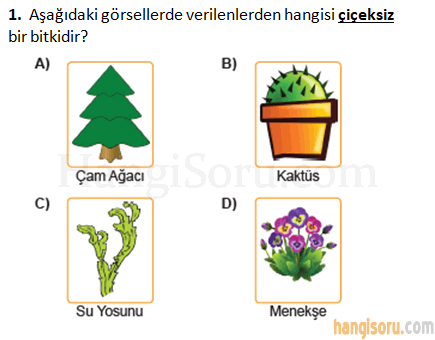 Soru 1