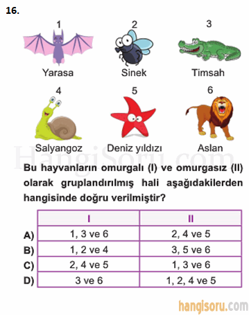 Soru 16
