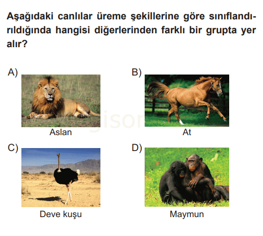 Soru 4