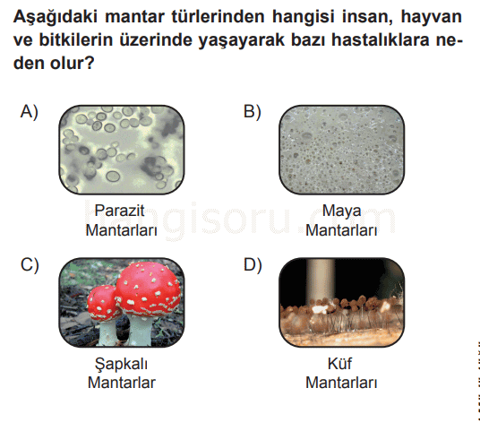 Soru 1