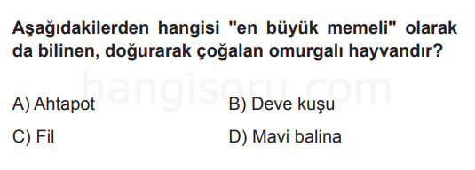 Soru 3