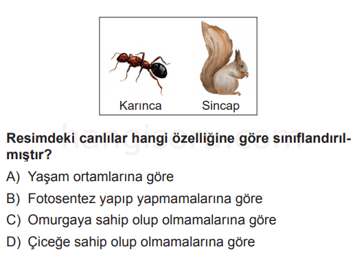 Soru 11