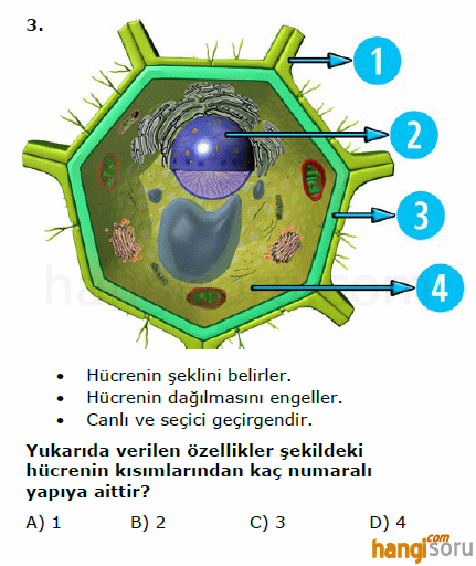 Soru 3