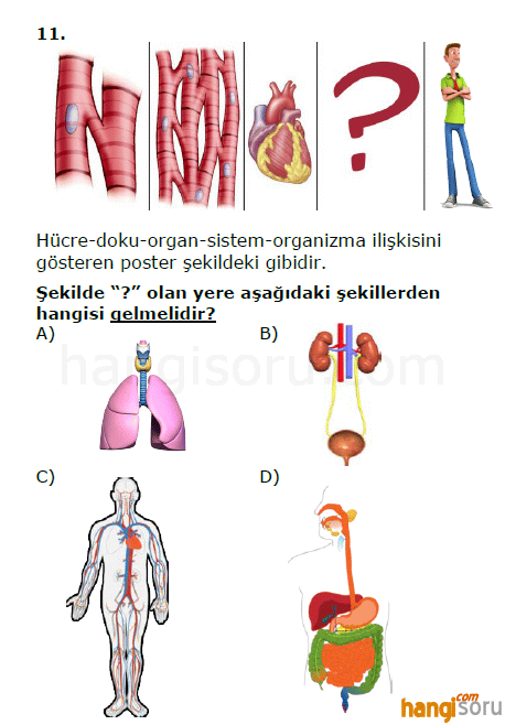 Soru 11