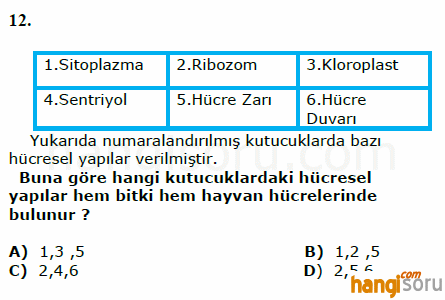Soru 12