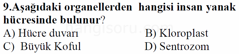Soru 9