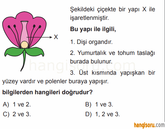 Soru 10