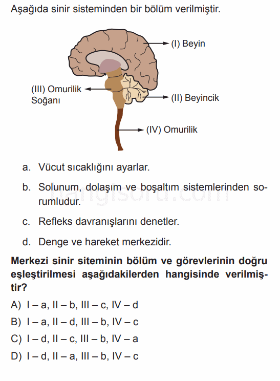 Soru 3