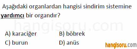 Soru 19