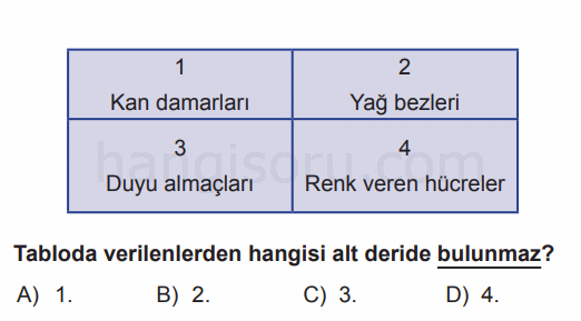 Soru 11