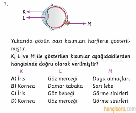 Soru 1