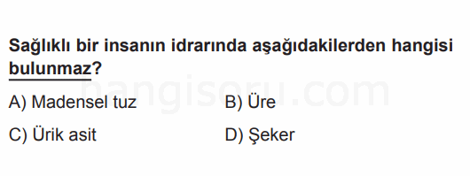 Soru 7