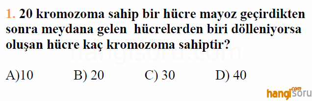 Soru 1