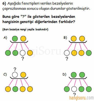 Soru 6