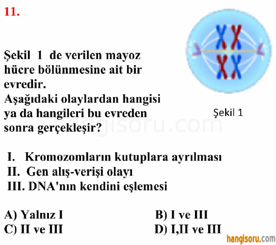 Soru 11