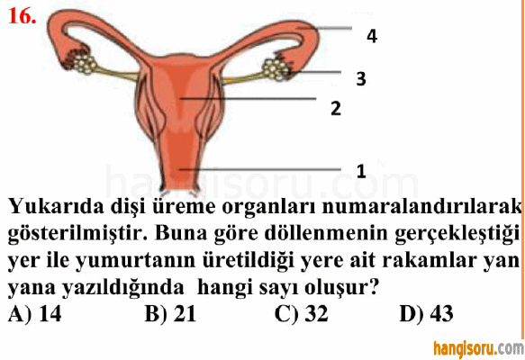 Soru 16