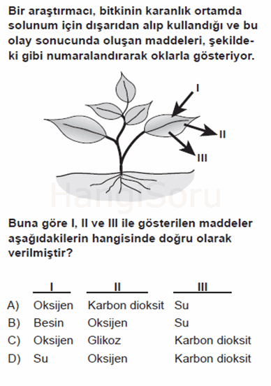 Soru 43