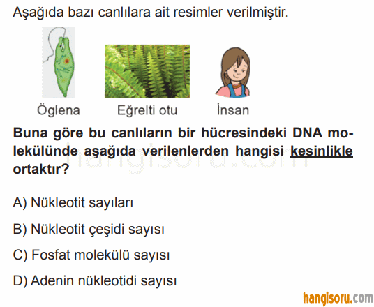 Soru 3