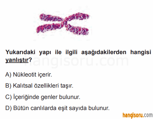 Soru 6