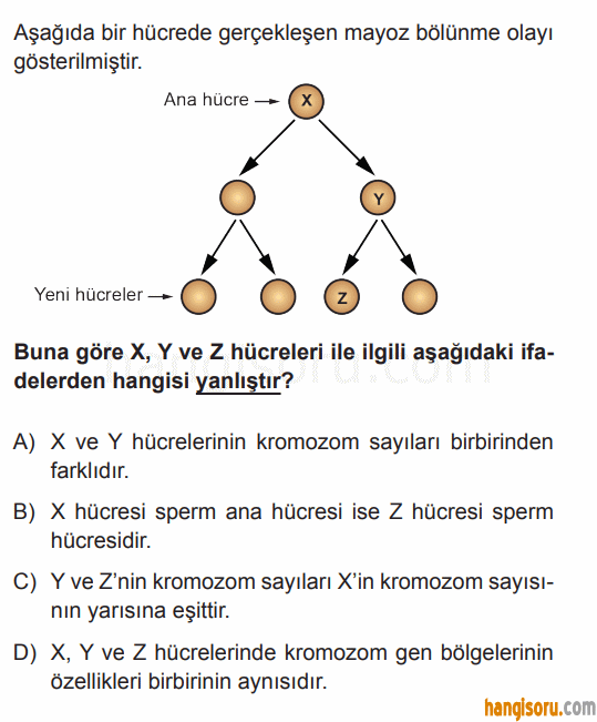 Soru 10