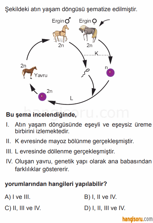 Soru 7