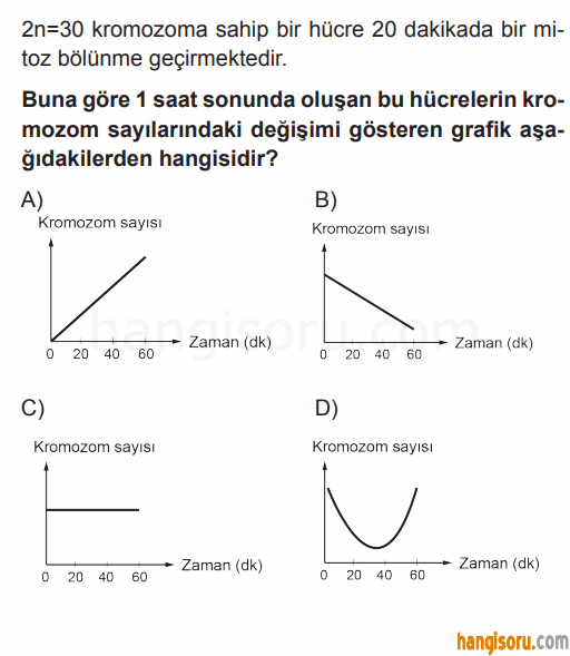 Soru 7