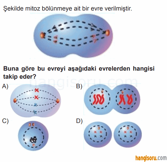 Soru 10