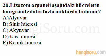 Soru 20
