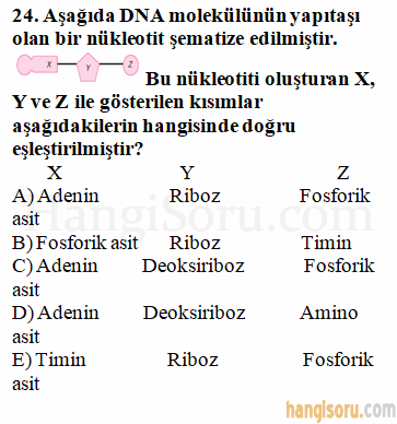 Soru 24