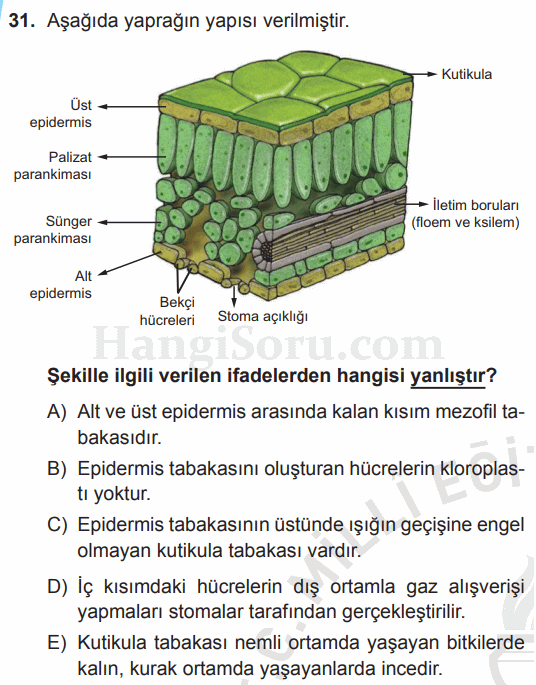 Soru 31