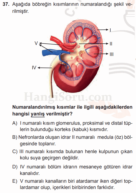 Soru 37