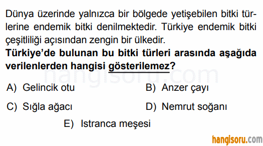 Soru 7