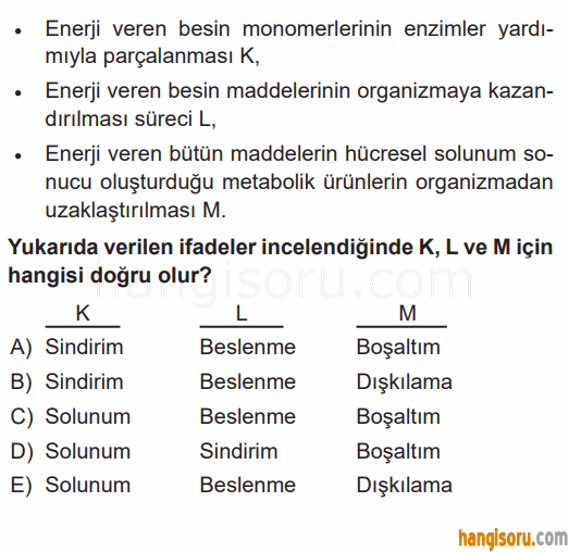 Soru 11