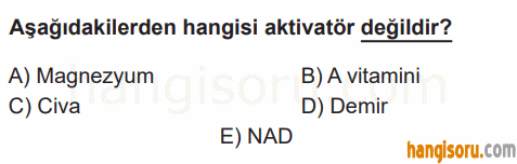 Soru 3