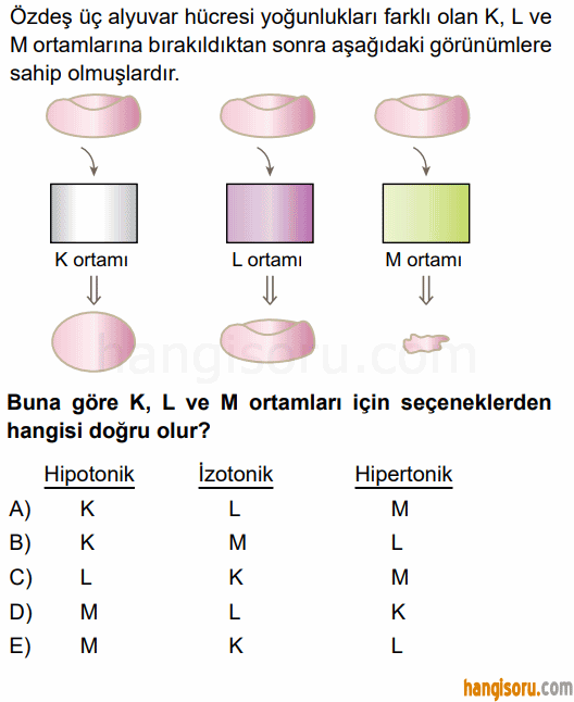 Soru 10