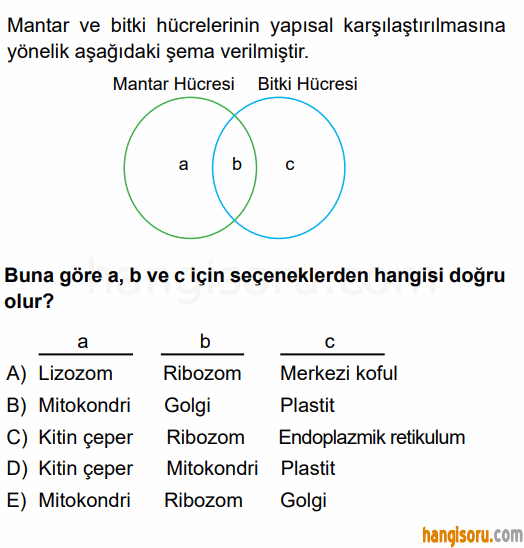 Soru 11