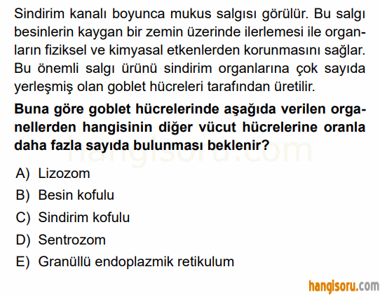 Soru 4