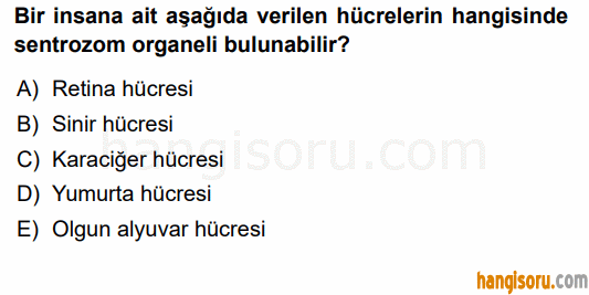 Soru 7