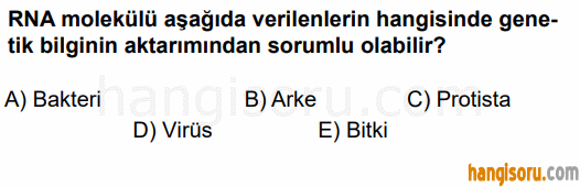 Soru 10