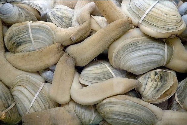 Geoduck Deniz Taragi