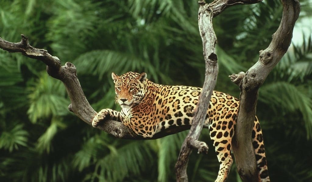 Jaguar