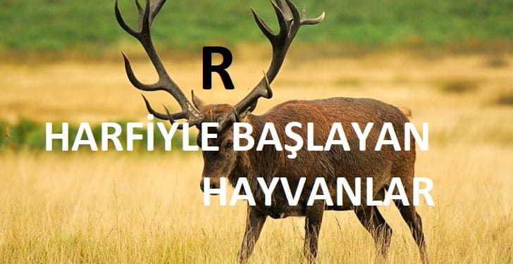 R harfiyle baslayan hayvanlar