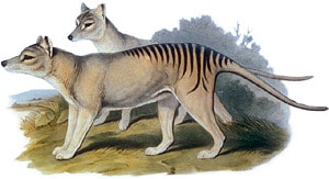 Thylacinus soyu tukenmis keseli bir kurt