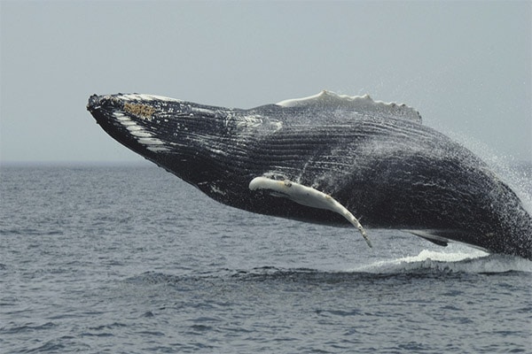 gronland balinasi