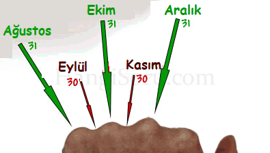 hangi ay kac gun yumruk hesaplamasi