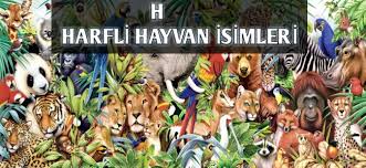 H Harfi ile Başlayan Hayvan İsimleri - Güzel Sözler ve Bilgi Kütüphanesi