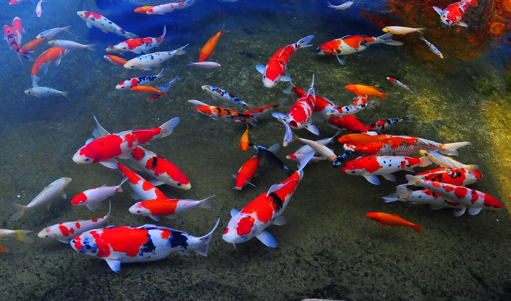 koi baligi